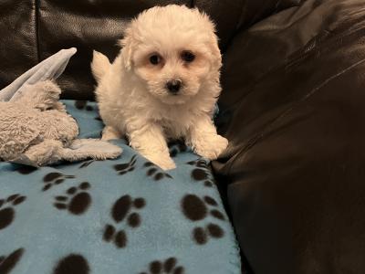 Maltese X pups. Westmeath. Males available.