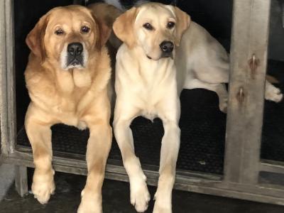 Ikc registered yellow Labrador at stud