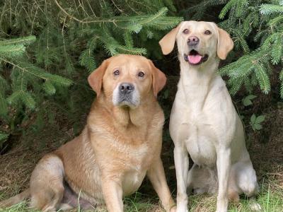 Ikc registered yellow Labrador at stud