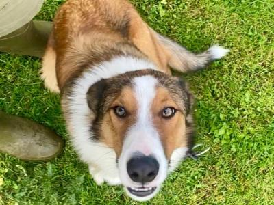 Fido is male Rough Collie X puppy 9 months old in Wicklow 🐕