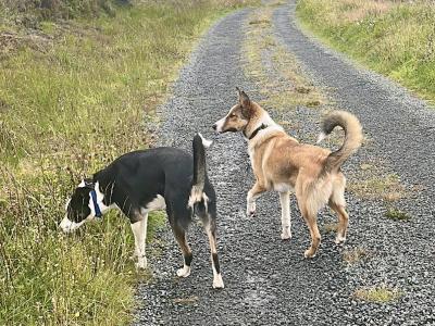 Fido is male Rough Collie X puppy 9 months old in Wicklow 🐕