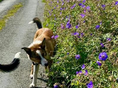 Fido is male Rough Collie X puppy 9 months old in Wicklow 🐕
