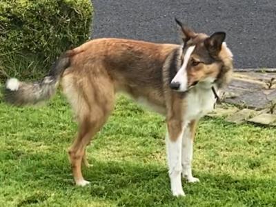 Fido is male Rough Collie X puppy 9 months old in Wicklow 🐕