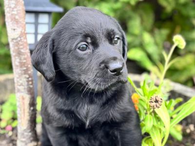 Black Labrador puppies in Kilkenny