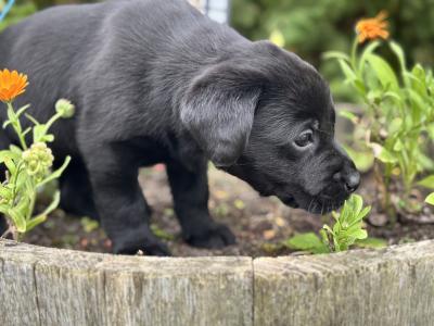Black Labrador puppies in Kilkenny