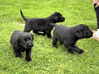Black Labrador puppies in Kilkenny