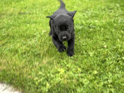Black Labrador puppies in Kilkenny