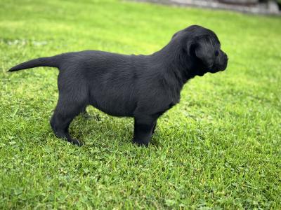 Black Labrador puppies in Kilkenny