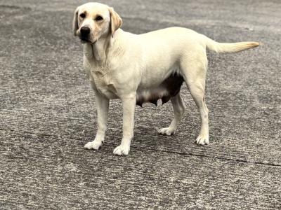 Black Labrador puppies in Kilkenny