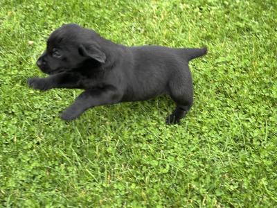 Black Labrador puppies in Kilkenny