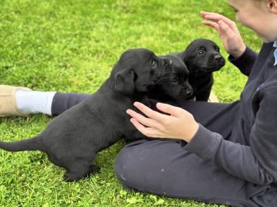 Black Labrador puppies in Kilkenny