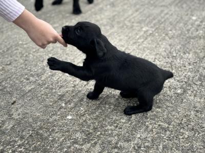 Black Labrador puppies in Kilkenny