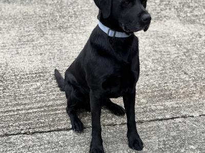 Black Labrador puppies in Kilkenny