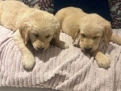 Labrador Retreiver puppies for sale in Meath