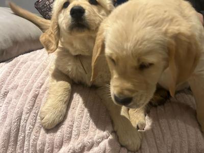 Labrador Retreiver puppies for sale in Meath