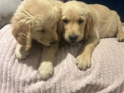 Labrador Retreiver puppies for sale in Meath