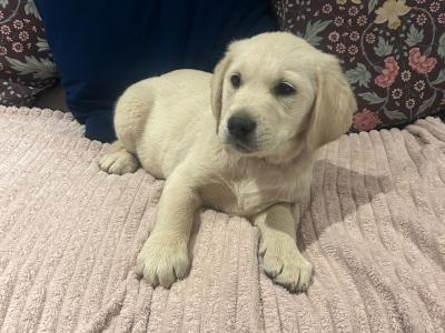 Labrador Retreiver puppies for sale in Meath