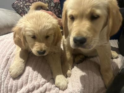 Labrador Retreiver puppies for sale in Meath
