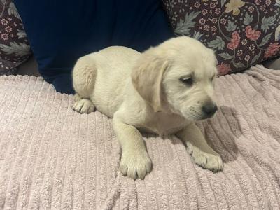 Labrador Retreiver puppies for sale in Meath