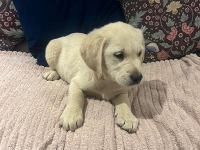 Labrador Retreiver puppies for sale in Meath
