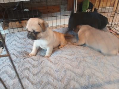 Pug x French Bulldog puppies in Monaghan