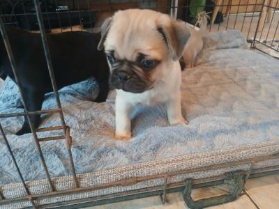 Pug x French Bulldog puppies in Monaghan