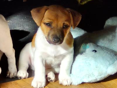 Jack Russell puppies in Tipperary