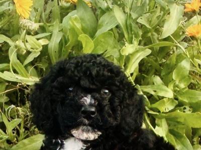 Beautiful miniature Poochon puppies non shed.