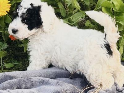 Beautiful miniature Poochon puppies non shed.