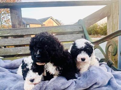 Beautiful miniature Poochon puppies non shed.