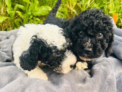 Beautiful miniature Poochon puppies non shed.