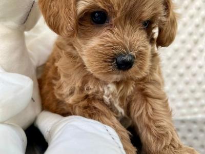 💞Hypoallergenic Maltipoo puppies in Cavan 💞