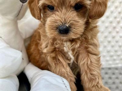 💞Hypoallergenic Maltipoo puppies in Cavan 💞