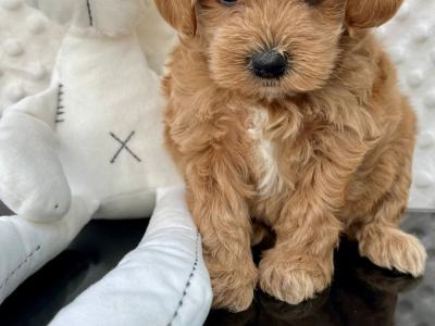 💞Hypoallergenic Maltipoo puppies in Cavan 💞