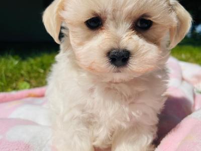 💞Hypoallergenic Maltipoo puppies in Cavan 💞