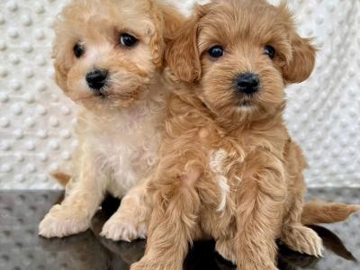 💞Hypoallergenic Maltipoo puppies in Cavan 💞