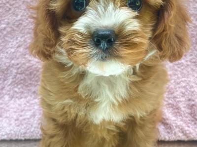 💞Hypoallergenic Maltipoo puppies in Cavan 💞