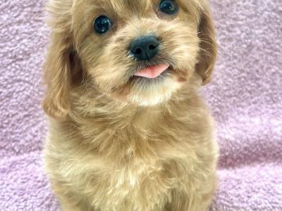 💞Hypoallergenic Maltipoo puppies in Cavan 💞