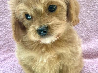 💞Hypoallergenic Maltipoo puppies in Cavan 💞
