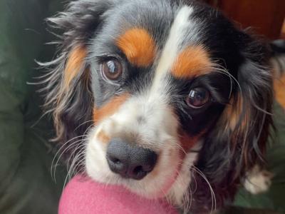 Cavalier King Charles stud in Limerick