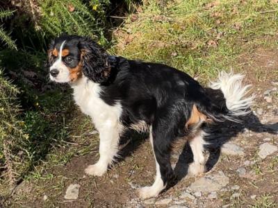 Cavalier King Charles stud in Limerick