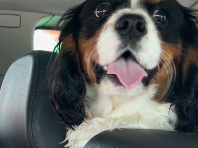 Cavalier King Charles stud in Limerick