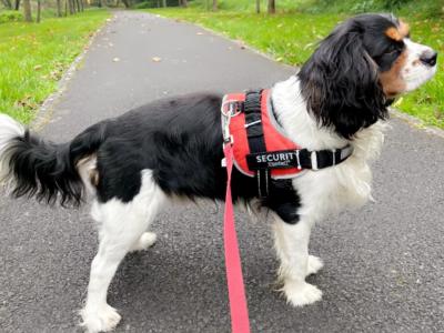 Cavalier King Charles stud in Limerick