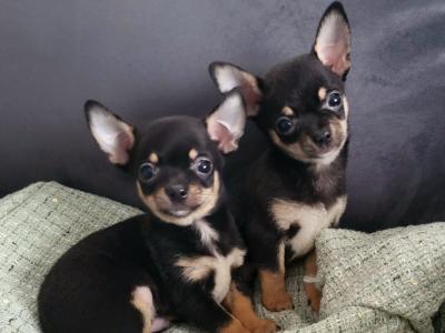 2 male Chihuahua puppies in Dublin