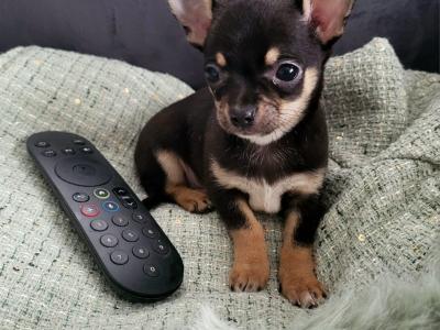 2 male Chihuahua puppies in Dublin