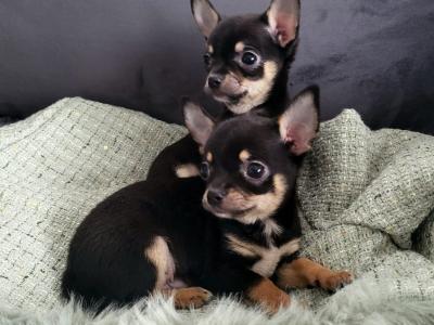 2 male Chihuahua puppies in Dublin