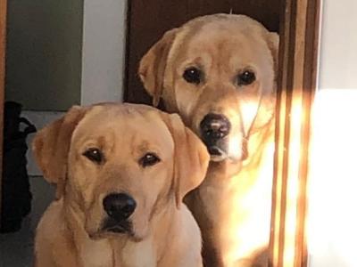 IKC Registered Labradors (4 &11 years old) seeking a new home in Galway