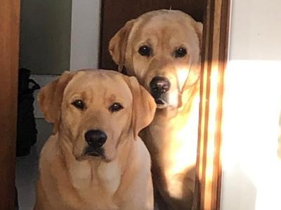 IKC Registered Golden Labrador dogs for sale in Galway