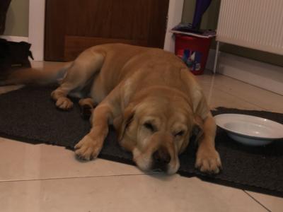 IKC Registered Labradors (4 &11 years old) seeking a new home in Galway