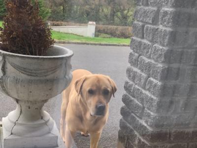 IKC Registered Labradors (4 &11 years old) seeking a new home in Galway
